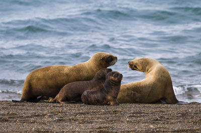 Side view of seal