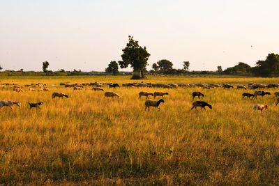 Flock of sheep in a field