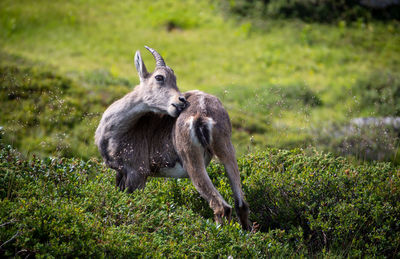 Deer standing on field