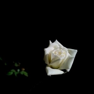 Close-up of flower over black background