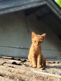 Portrait of cat sitting outdoors