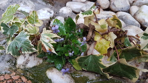 High angle view of plants
