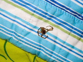 Got him eyeem selects formerly living spider that invaded the bed in st. john, us virgin islands.