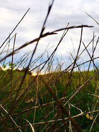 Close-up of grass on field