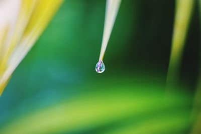 Close-up of raindrops on leaf