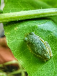 Close-up of insect on leaf