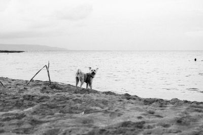 Dog on beach against sky