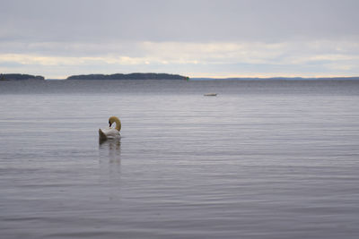 White swan on the baltic sea coast in finland