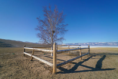 Tree on field against clear blue sky