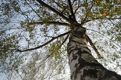 Low angle view of tree against sky