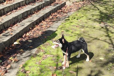 High angle view of dog on field