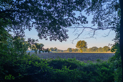 Trees on field against sky