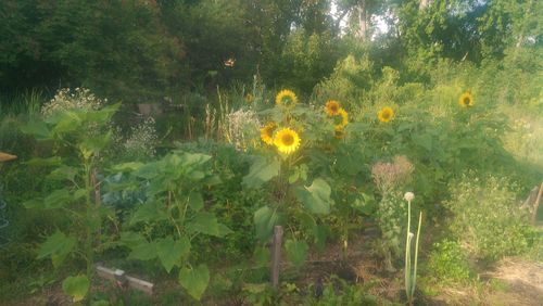 Yellow flowering plants on field