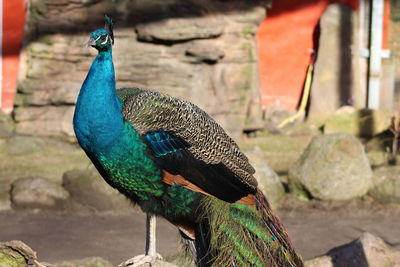 Close-up of peacock perching on a zoo
