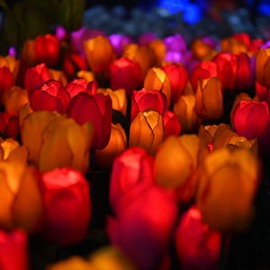 Close-up of red tulips