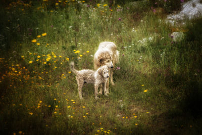 Portrait of dog standing on land