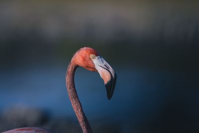 Close-up of a bird