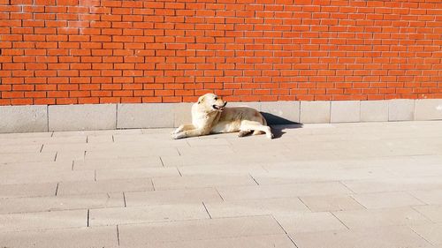 View of a dog on footpath against wall