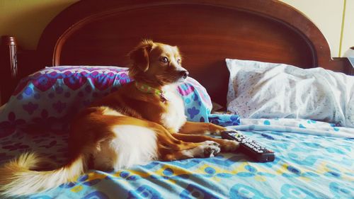 Dog lying on sofa