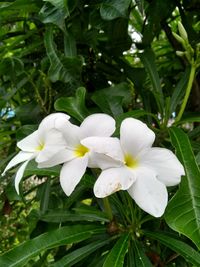 Close-up of white flowering plants