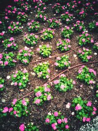 High angle view of pink flowering plants on land