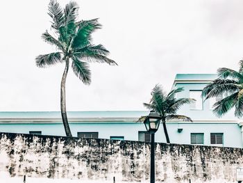 Palm tree against sky