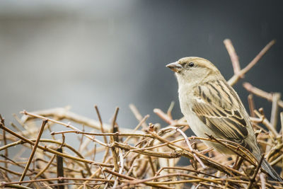 Close-up of bird perching on branch