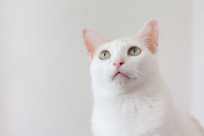 Close-up portrait of white cat
