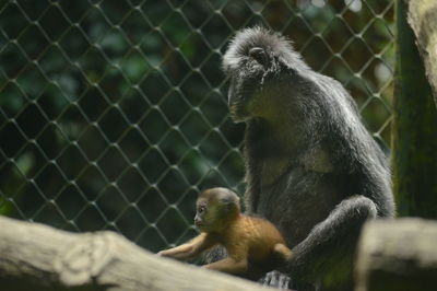 Monkeys in zoo