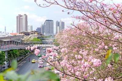 High angle view of flowering trees and buildings against sky