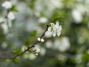 Close-up of white cherry blossoms in spring