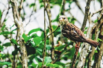 Close-up of bird perching on tree