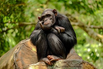 Monkey sitting on a tree