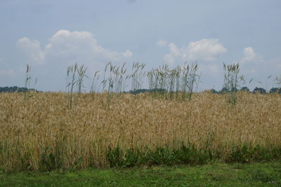 Plants growing on field against sky