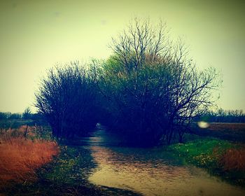 Bare trees on riverbank against clear sky