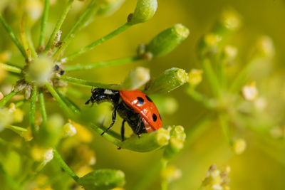 Close-up of ladybug on plant