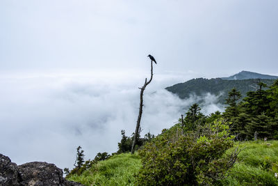 View of the bird on mountain against the sky