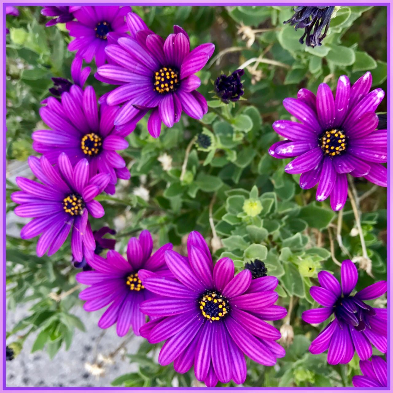 flower, fragility, nature, freshness, beauty in nature, flower head, petal, blooming, growth, plant, purple, focus on foreground, pollen, no people, day, outdoors, close-up, osteospermum, zinnia