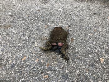 High angle view of insect on street