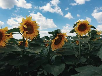 Close-up of sunflower blooming against sky