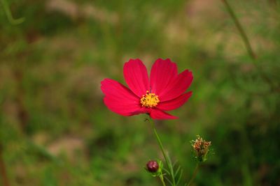 Close-up of red flower