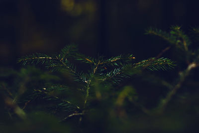 Pine plant with green needles and pine cones in autumn