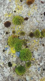 High angle view of moss growing on rock