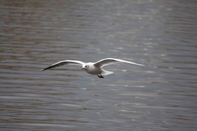 Seagull flying over lake