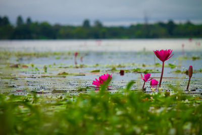 Close-up of pink water lily in lake