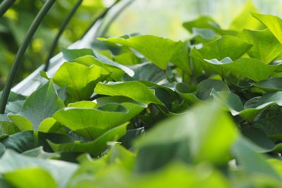 Close-up of leaves growing on field