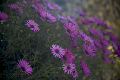 Close-up of pink flowering plants