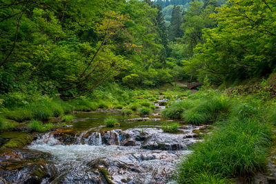 Scenic view of river in forest