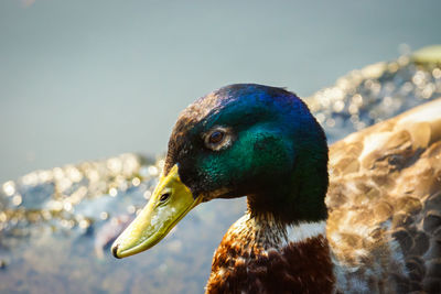 Close-up of duck swimming in water