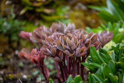 Close-up of pink flowering plant